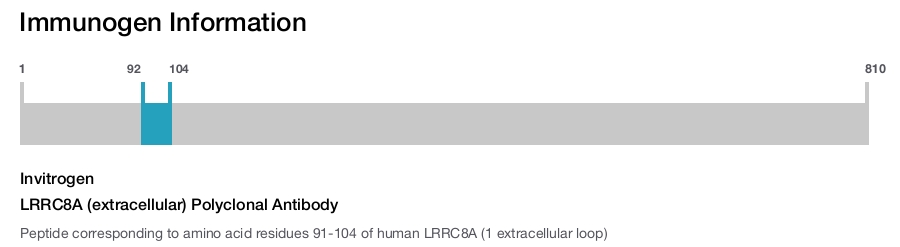 LRRC8A (extracellular) Polyclonal Antibody