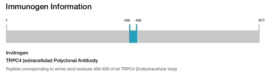 TRPC4 (extracellular) Polyclonal Antibody