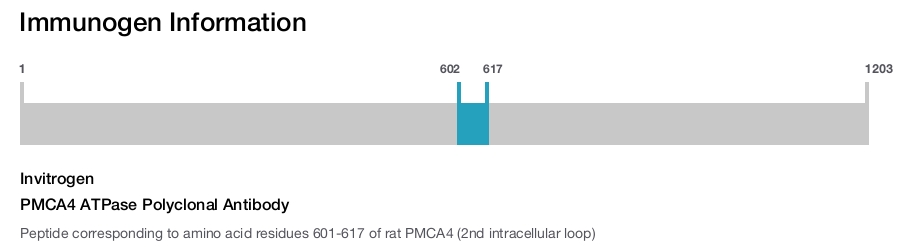 PMCA4 ATPase Polyclonal Antibody