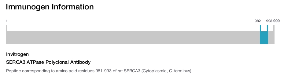 SERCA3 ATPase Polyclonal Antibody