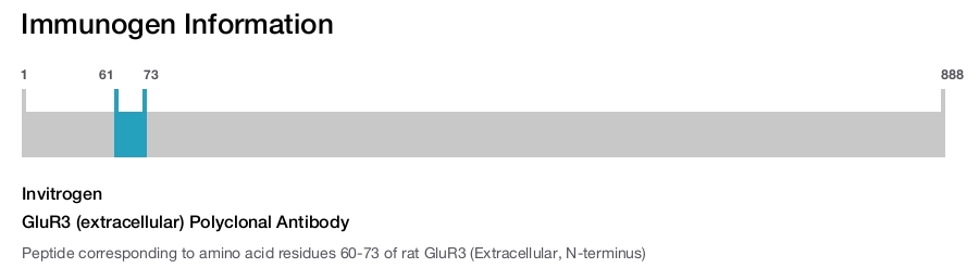 GluR3 (extracellular) Polyclonal Antibody