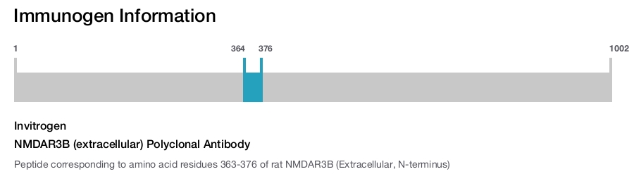 NMDAR3B (extracellular) Polyclonal Antibody