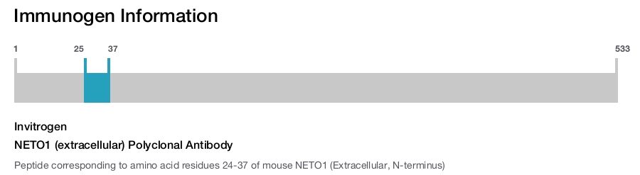 NETO1 (extracellular) Polyclonal Antibody
