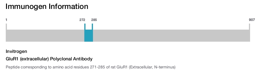 GluR1 (extracellular) Polyclonal Antibody