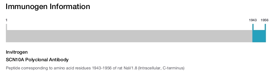 SCN10A Polyclonal Antibody