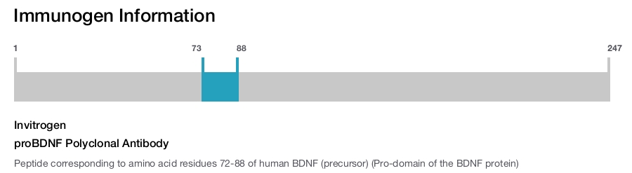 proBDNF Polyclonal Antibody