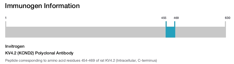 KV4.2 (KCND2) Polyclonal Antibody