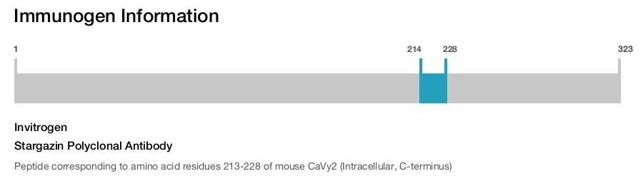 Stargazin Polyclonal Antibody