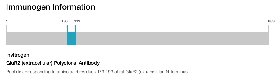 GluR2 (extracellular) Polyclonal Antibody