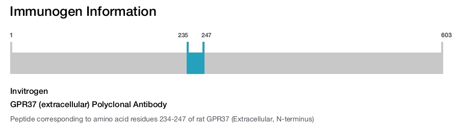 GPR37 (extracellular) Polyclonal Antibody
