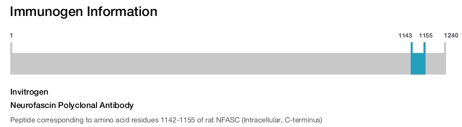 Neurofascin Polyclonal Antibody