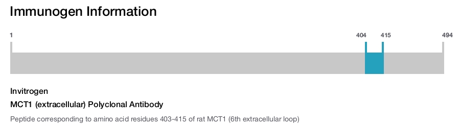 MCT1 (extracellular) Polyclonal Antibody