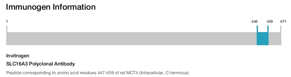 SLC16A3 Polyclonal Antibody