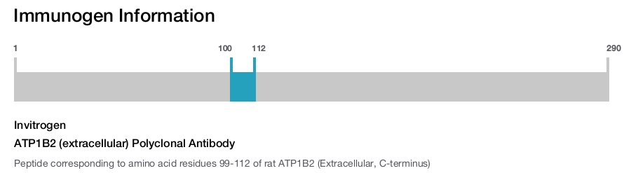 ATP1B2 (extracellular) Polyclonal Antibody