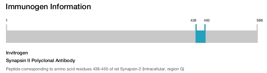 Synapsin II Polyclonal Antibody