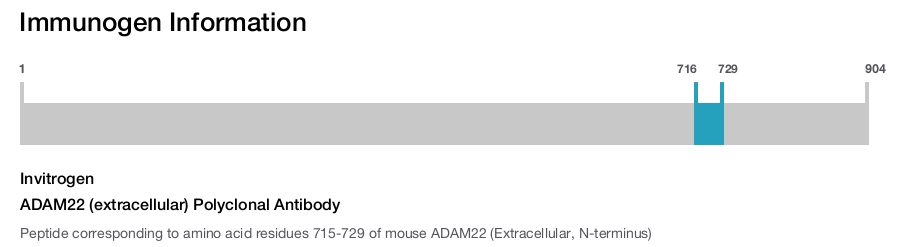 ADAM22 (extracellular) Polyclonal Antibody