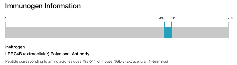 LRRC4B (extracellular) Polyclonal Antibody