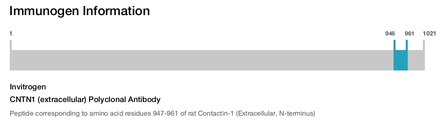 CNTN1 (extracellular) Polyclonal Antibody