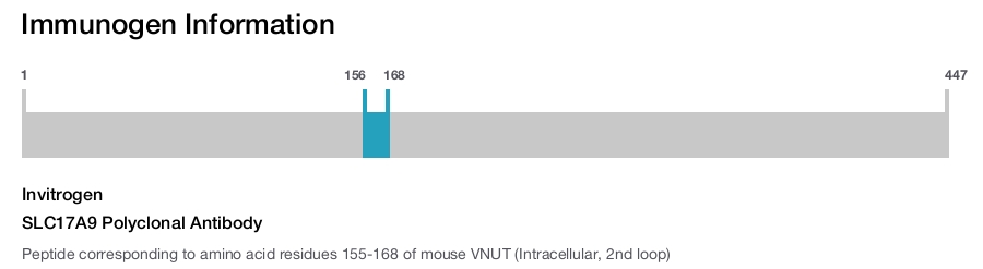 SLC17A9 Polyclonal Antibody