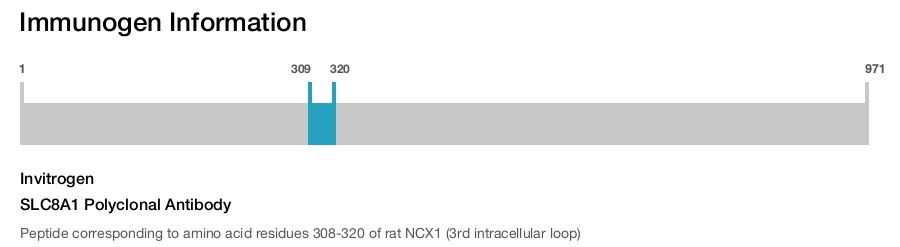 SLC8A1 Polyclonal Antibody