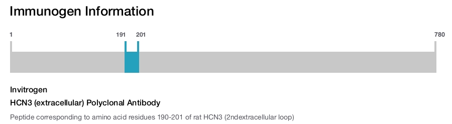 HCN3 (extracellular) Polyclonal Antibody