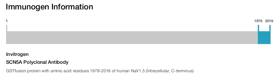 SCN5A Polyclonal Antibody
