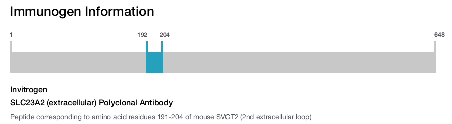 SLC23A2 (extracellular) Polyclonal Antibody