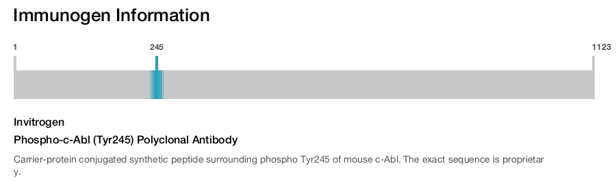 Phospho-c-Abl (Tyr245) Polyclonal Antibody