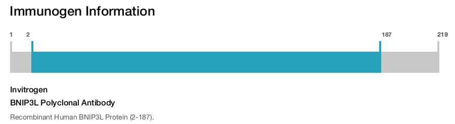 BNIP3L Polyclonal Antibody