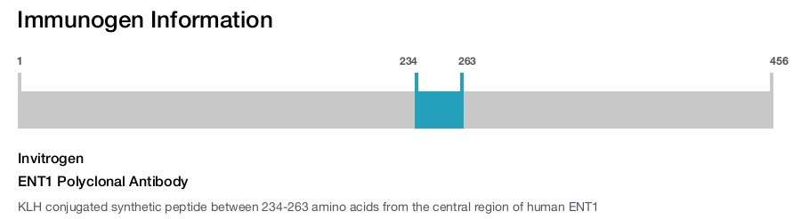 ENT1 Polyclonal Antibody
