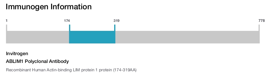 ABLIM1 Polyclonal Antibody