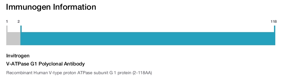 V-ATPase G1 Polyclonal Antibody