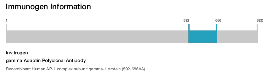 gamma Adaptin Polyclonal Antibody
