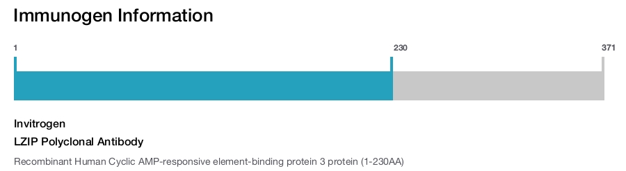 LZIP Polyclonal Antibody