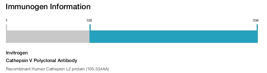 Cathepsin V Polyclonal Antibody