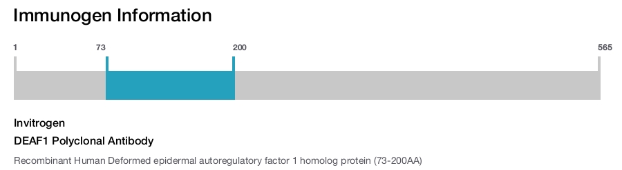 DEAF1 Polyclonal Antibody