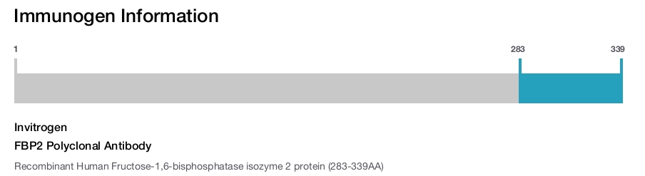 FBP2 Polyclonal Antibody