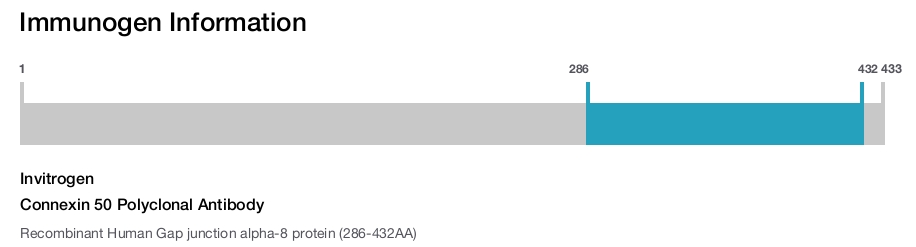 Connexin 50 Polyclonal Antibody