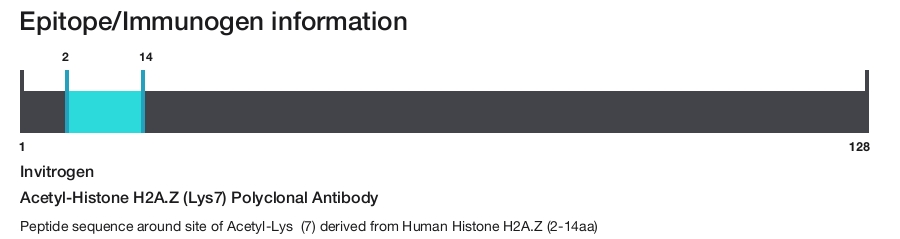 Acetyl-Histone H2A.Z (Lys7) Polyclonal Antibody