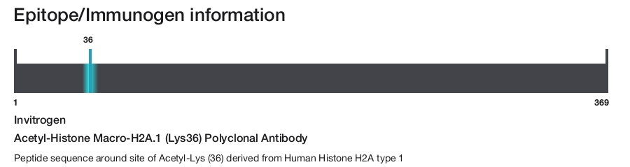 Acetyl-Histone Macro-H2A.1 (Lys36) Polyclonal Antibody