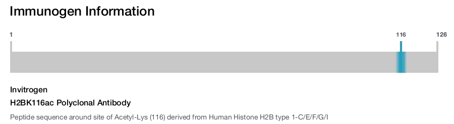 H2BK116ac Polyclonal Antibody