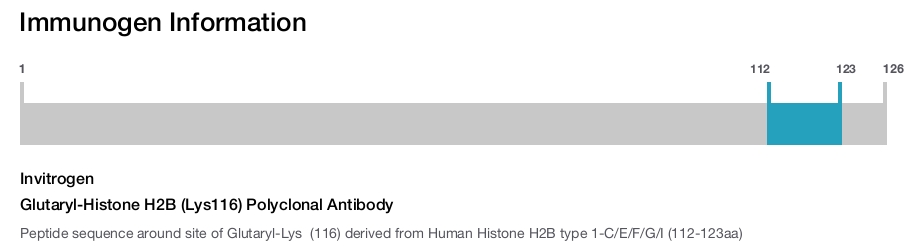 Glutaryl-Histone H2B (Lys116) Polyclonal Antibody