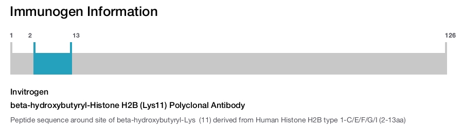 beta-hydroxybutyryl-Histone H2B (Lys11) Polyclonal Antibody