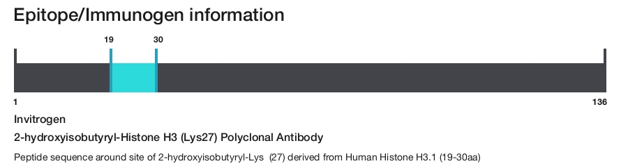 2-hydroxyisobutyryl-Histone H3 (Lys27) Polyclonal Antibody