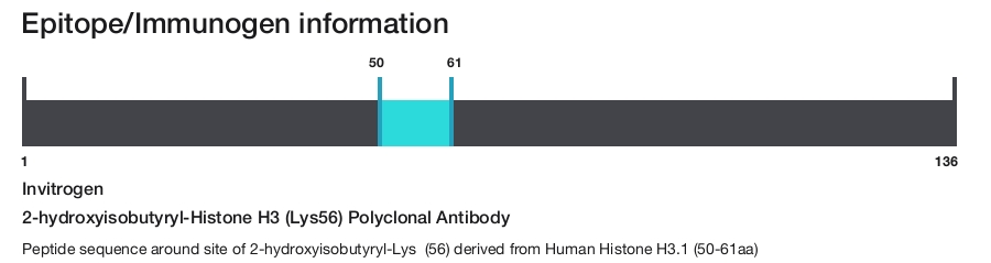 2-hydroxyisobutyryl-Histone H3 (Lys56) Polyclonal Antibody