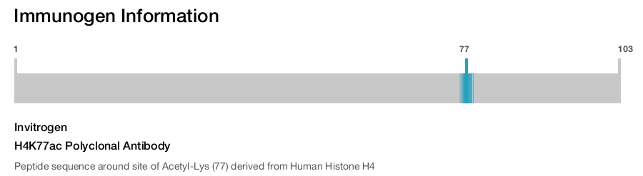 H4K77ac Polyclonal Antibody