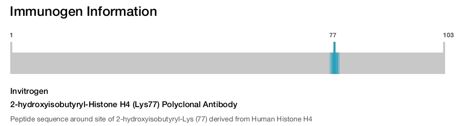 2-hydroxyisobutyryl-Histone H4 (Lys77) Polyclonal Antibody