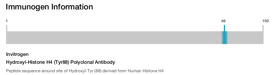 Hydroxyl-Histone H4 (Tyr88) Polyclonal Antibody