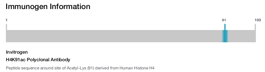 H4K91ac Polyclonal Antibody