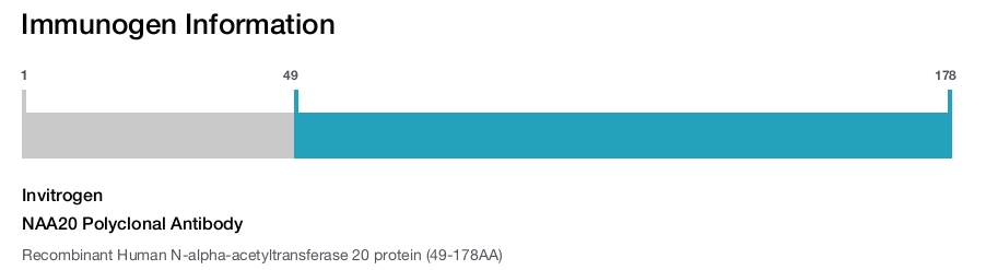 NAA20 Polyclonal Antibody